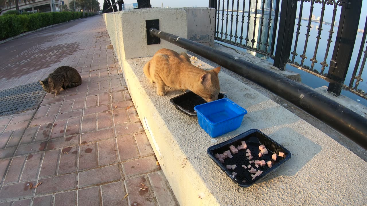 Homeless cats in UAE, Ras Al Khaimah: ED SHEERAN & MICHAEL JACKSON #cats #MichaelJackson #EdSheeran