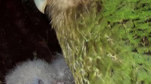 Kakapo - The Flightless Parrot