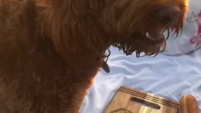 OH MY GOD ! This happened to us and the dog drooled and ate everything