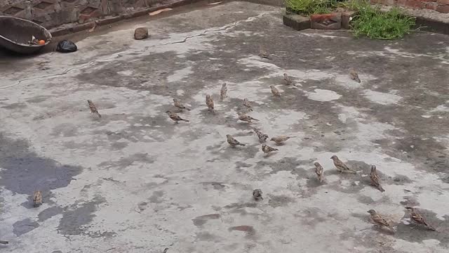 feeding the rice to the sheep चिड़िया को चावल खिलाते हुए