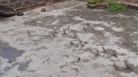 feeding the rice to the sheep चिड़िया को चावल खिलाते हुए