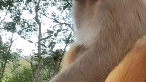 I'll go with you🐒