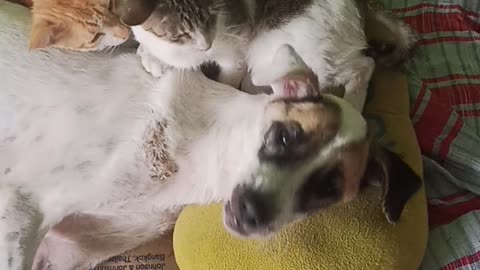 Cats Cuddle Dog to Help Nurse Her Back to Health