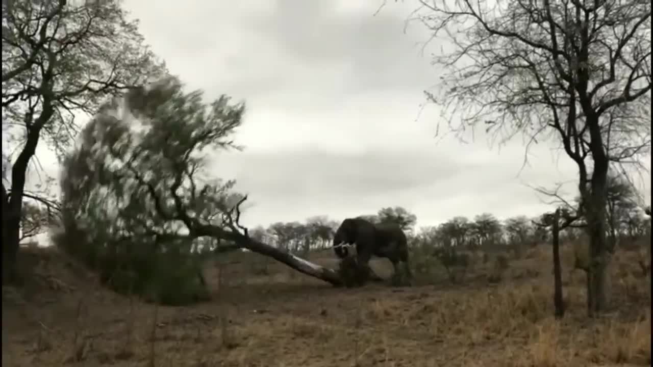 Wild Elephant Attack Pushing Down