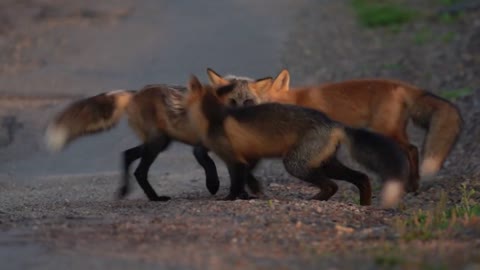 Newfoundland Foxes