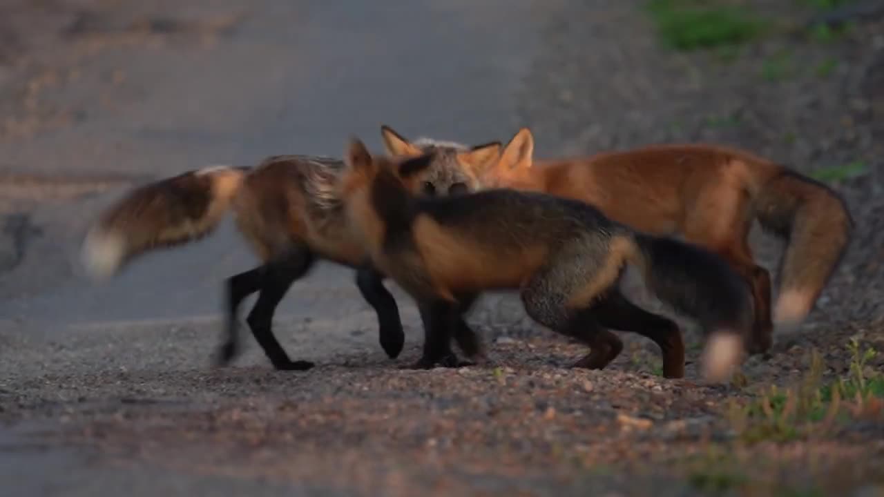 Newfoundland Foxes