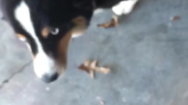 Neo is a happy dog