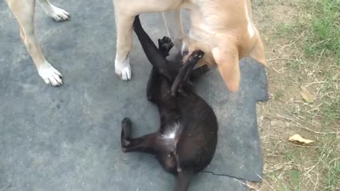 funny cat and dog