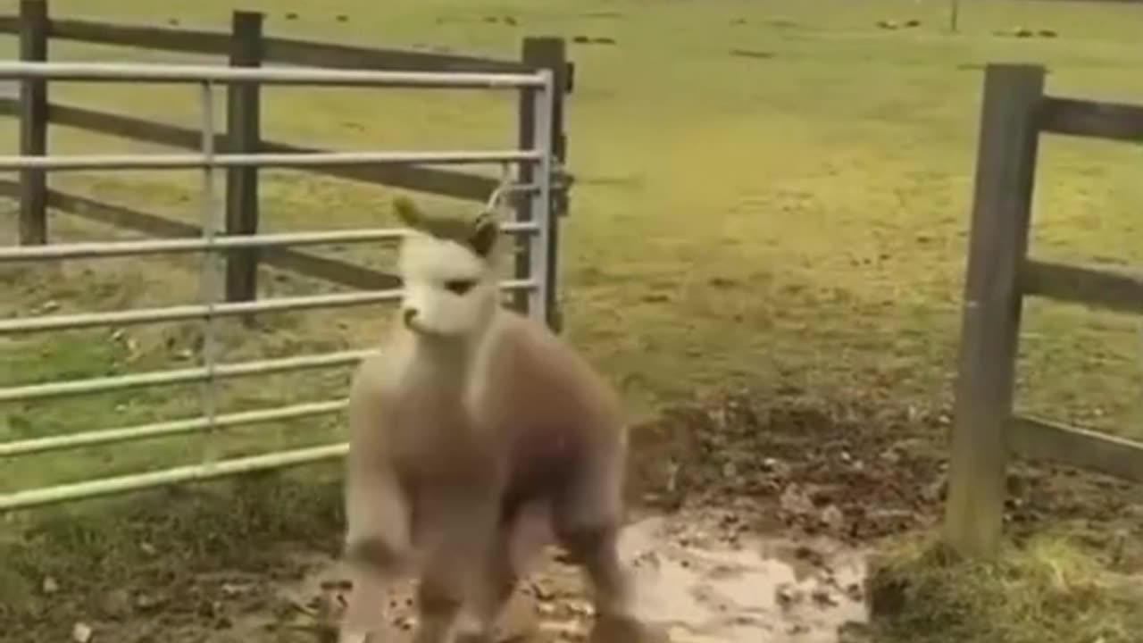 funny video😂