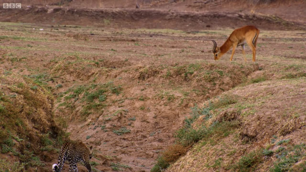 Impala miraculously escapes jaws of leopard |The hunt |