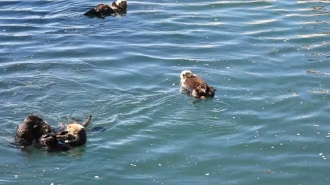 Family Of Sea Otters Play In Morro Bay