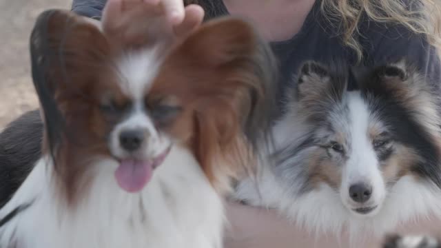 Dogs With Cute Girl || Puppy male and female 🐑