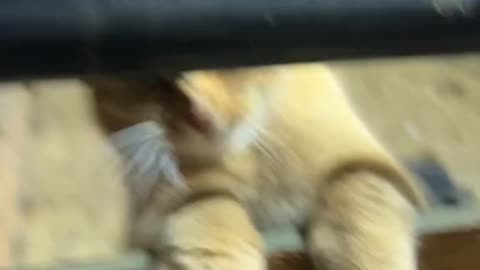 Cute and funny cat video.