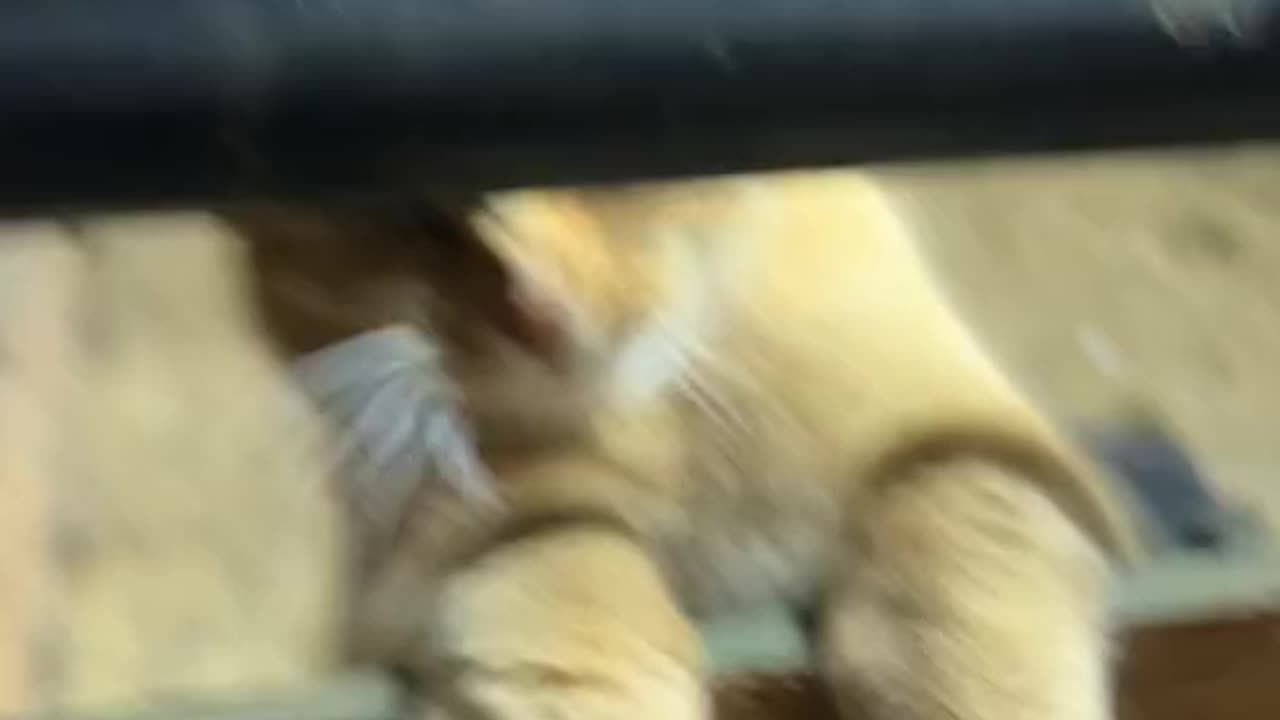 Cute and funny cat video.