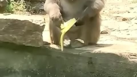 Animal funny videos 😅😅😅