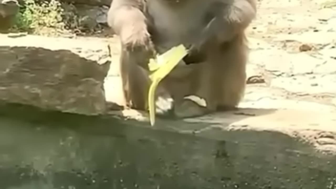 Animal funny videos 😅😅😅