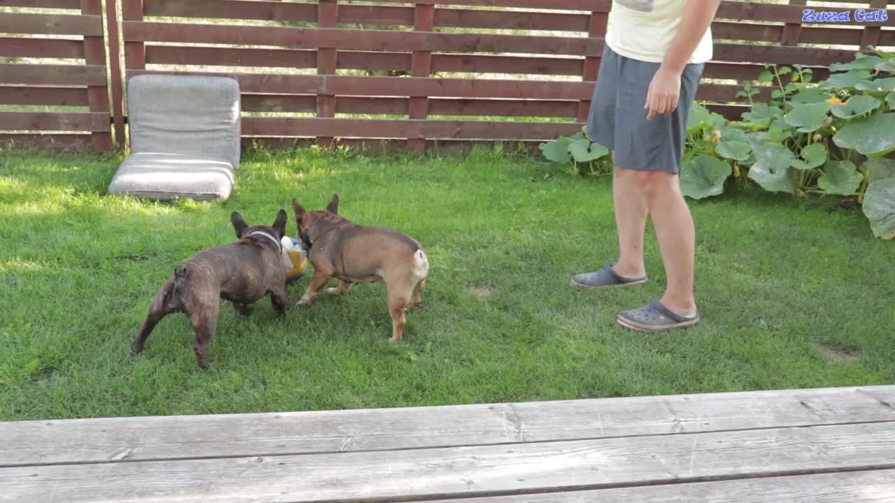 French bulldog //dogs playing //funny video