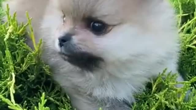 Ponchik dog