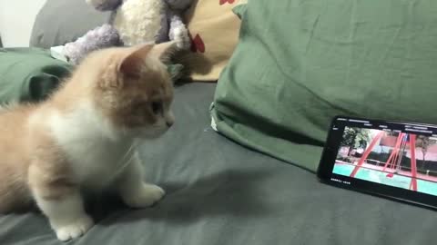 Why do cats attack mobile ？