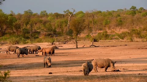 A selva africana e um gigante em extinção.