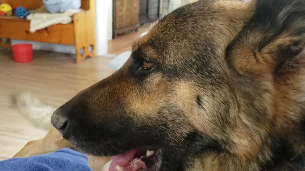 German Shepherd is a Mama's Girl