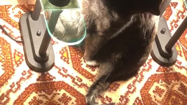 Mother and daughter grooming