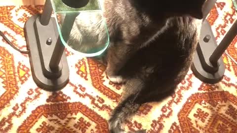 Mother and daughter grooming