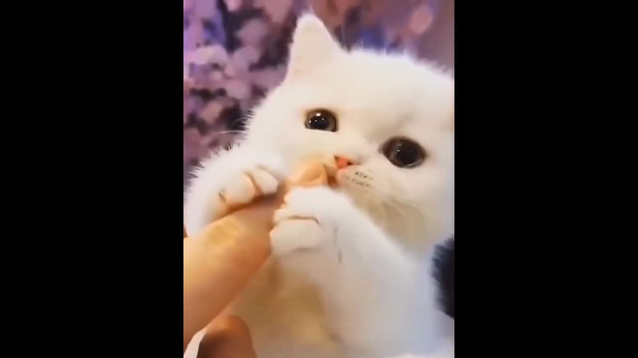 Don't Try to Hold Back Laughter | Baby Cats - Cute and Funny Cat Videos