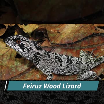 Top 10 New Species Discovered in 2021 Part 1