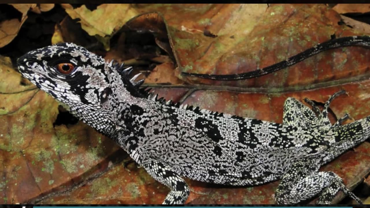 Top 10 New Species Discovered in 2021 Part 1