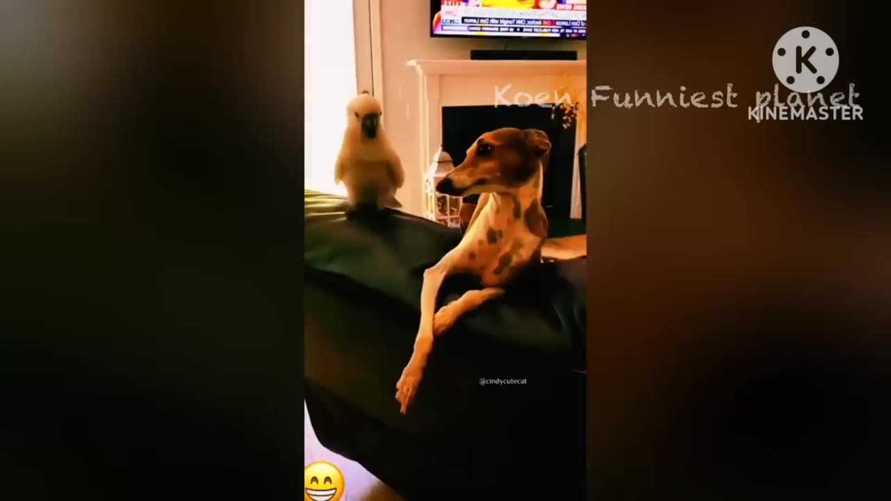 Funny animals video for kids 🤣🤣🤣🤣