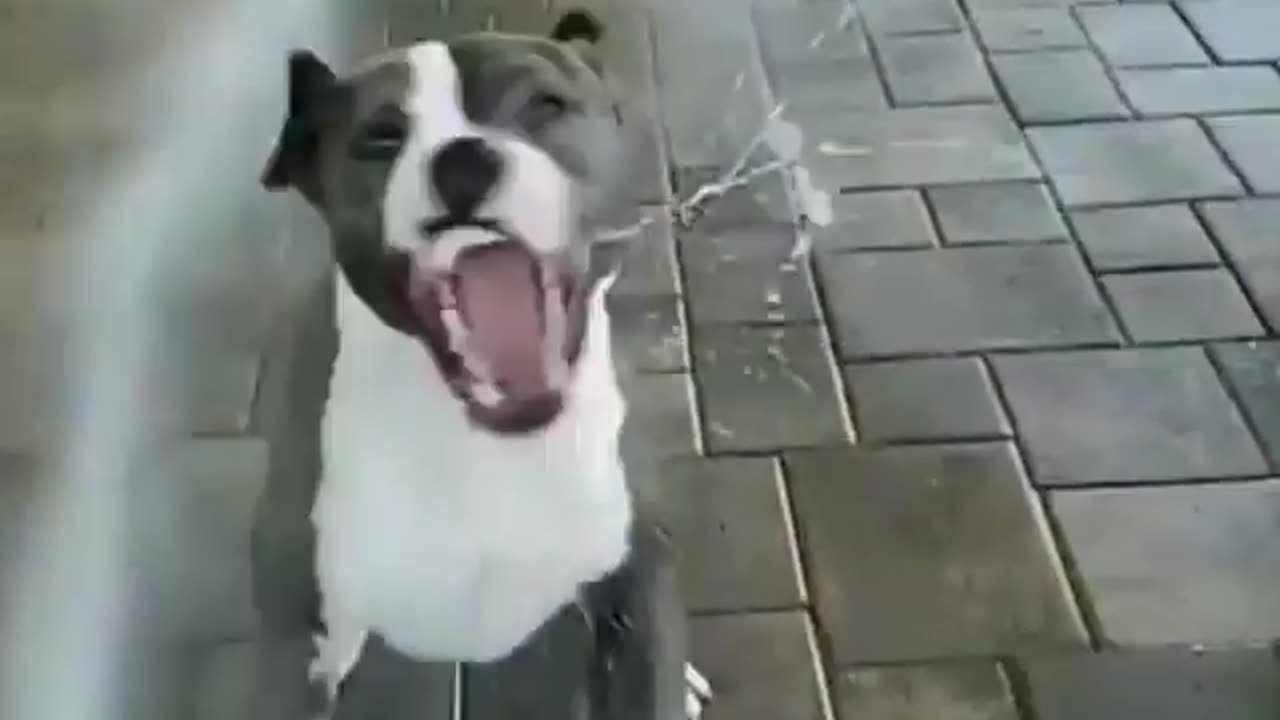 Dogs funny moments 😂😂