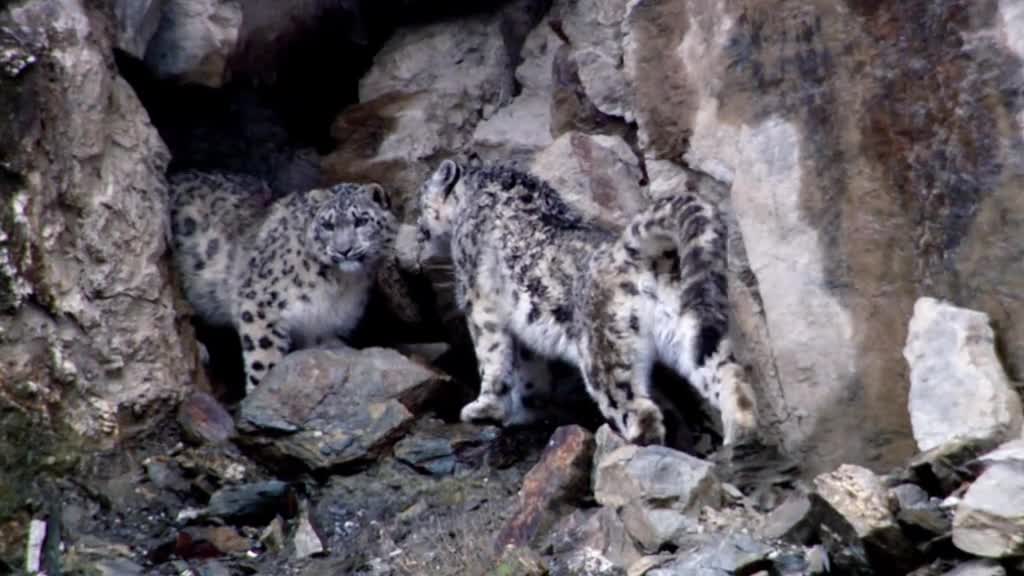 Snow leopard