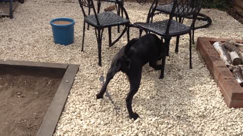 Dog faces irrational fear to fetch stick