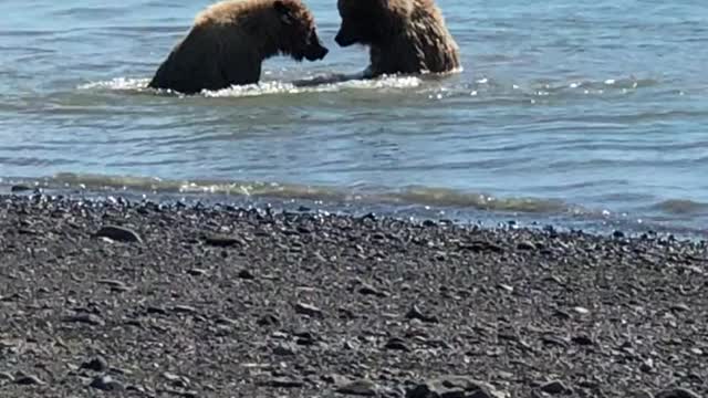 Bears are swimming