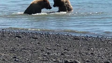 Bears are swimming