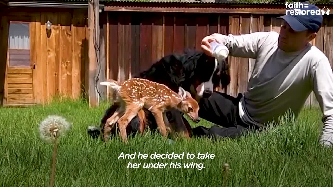 Injured Fawn Deer In Rocky Mountains Gets Adopted | The Dodo Faith = Restored