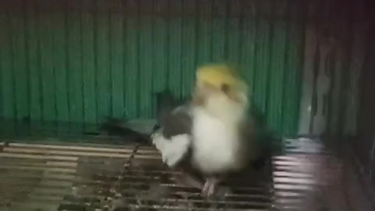 Cockatiel