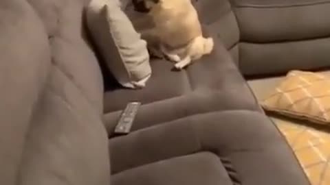 Rocky - The Beginning