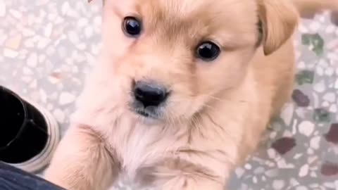 Puppy song