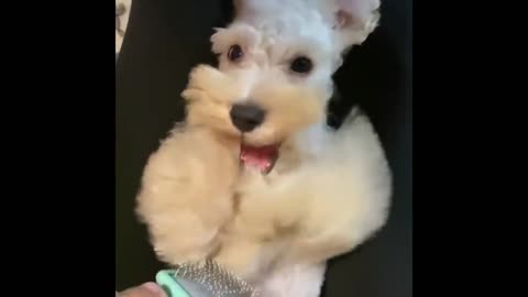 Cute and Funny Cat Dog