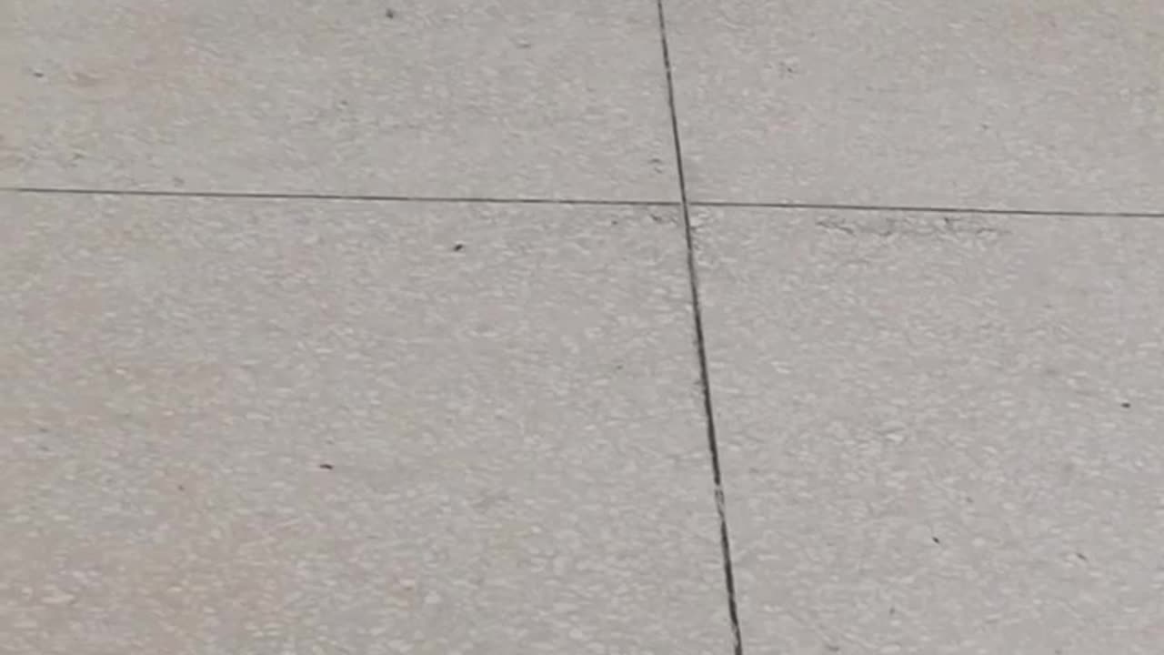 Black cats walcking