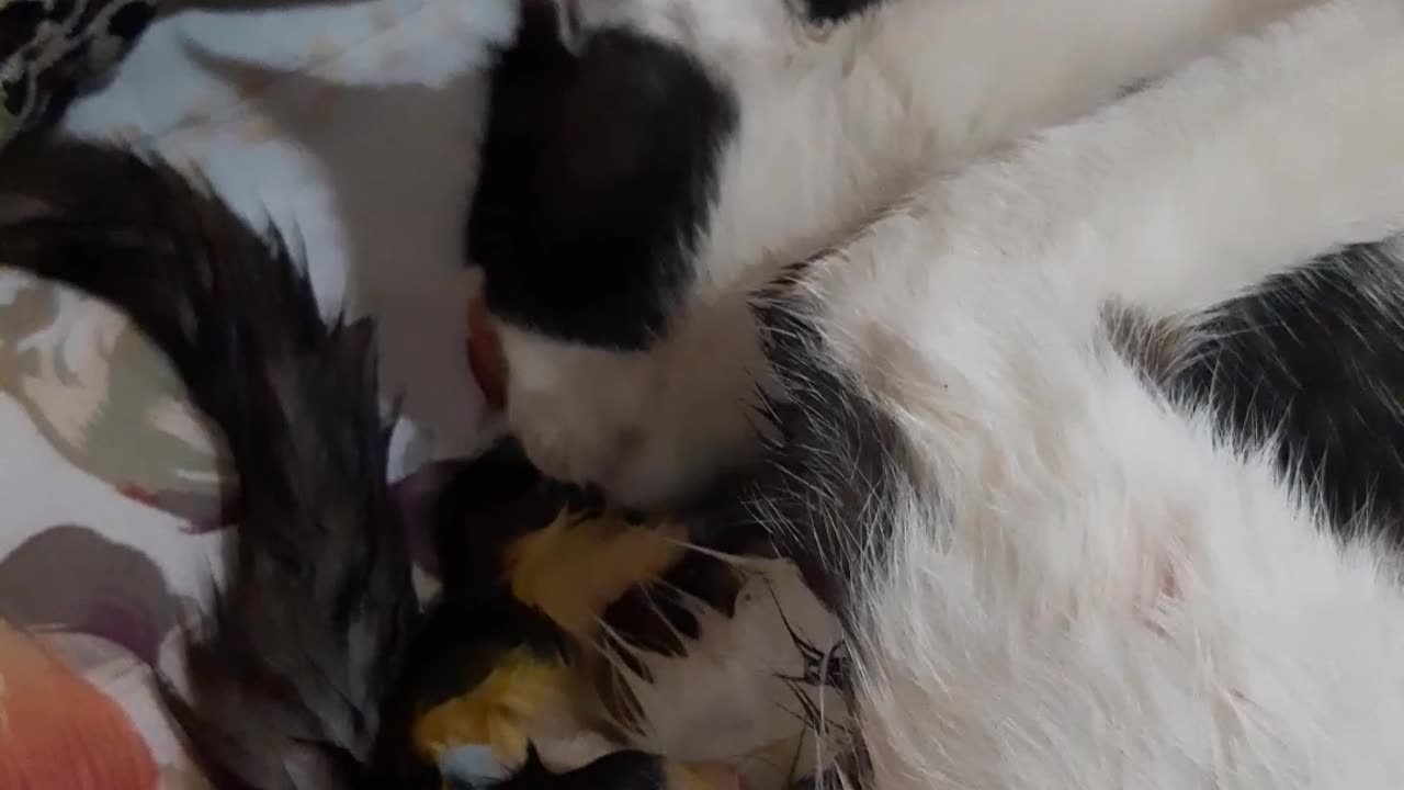 Watch a cat giving birth