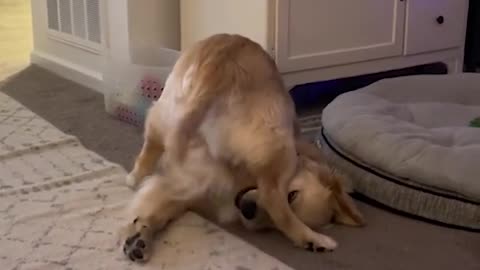 Funny animal videos
