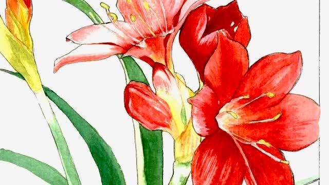 Floral Fine Art in watercolor, oil and acrylics by Ana M Silvar