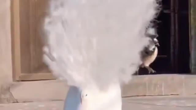 Beautiful pictures of peacock