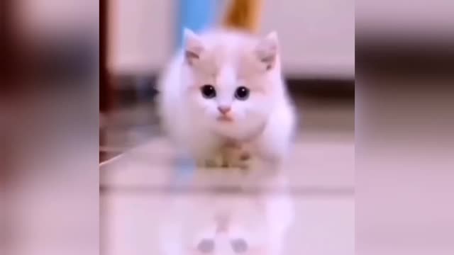 Cute Animal