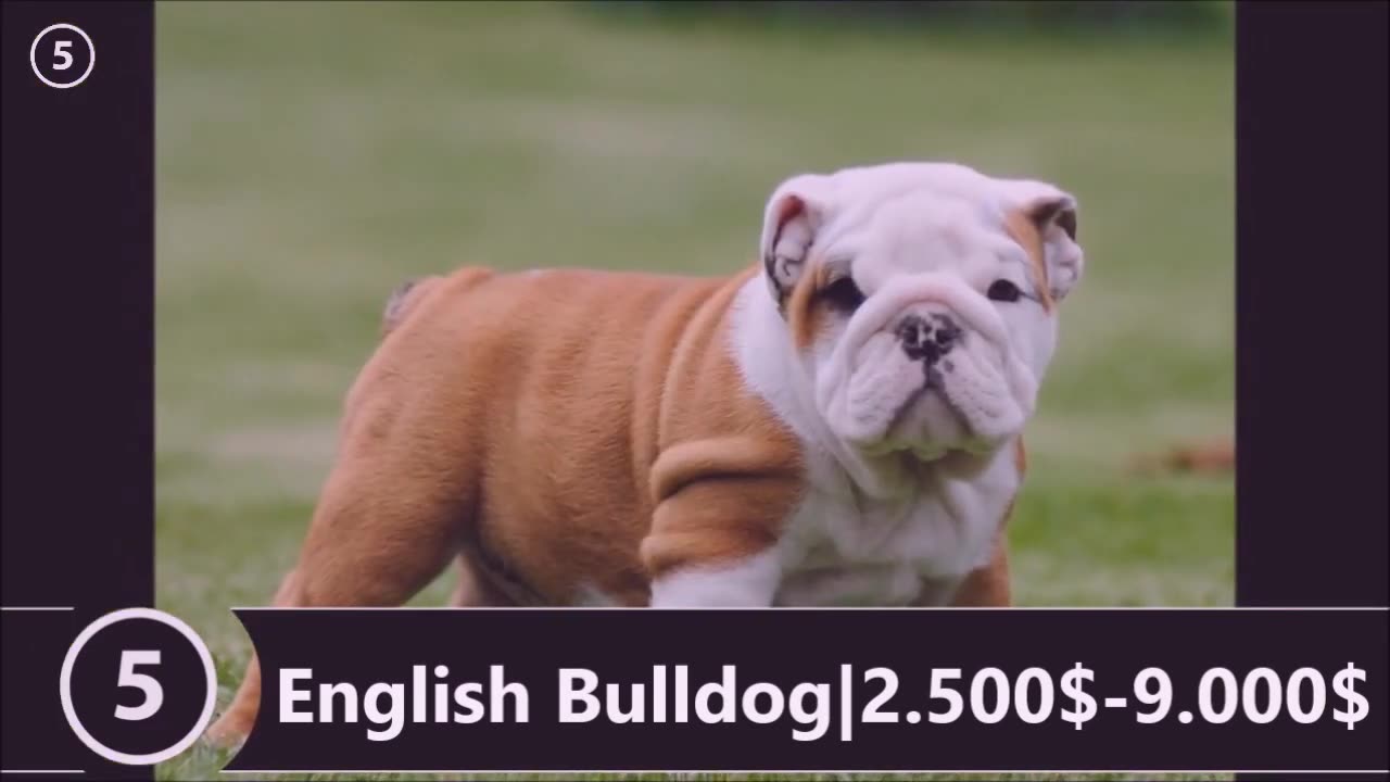 The Most Expensive Dogs
