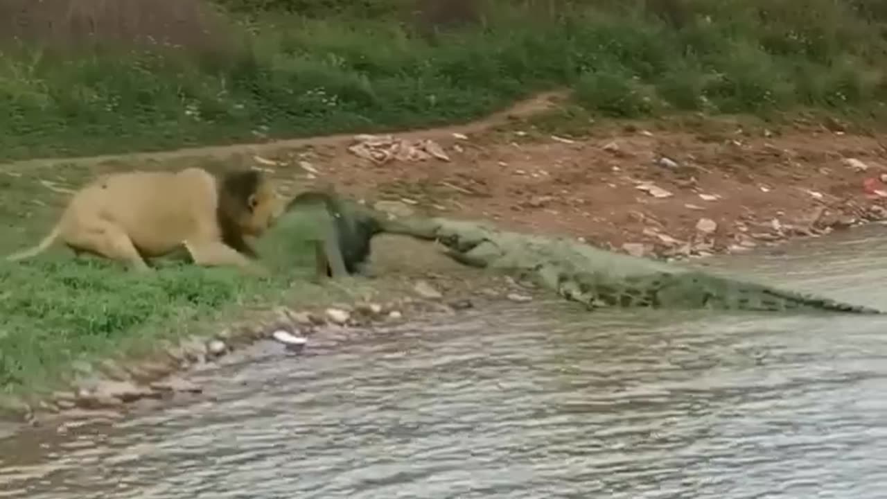 "La vie sauvage en action: observation d'un combat entre un lion et un crocodile".