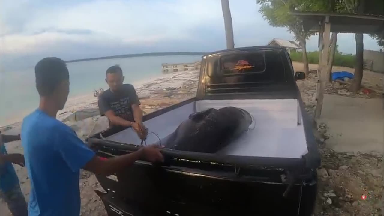 Spearfishing 400lbs Grouper